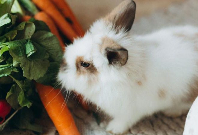 What Do Rabbits Eat?