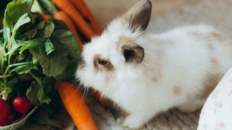 What Do Rabbits Eat?